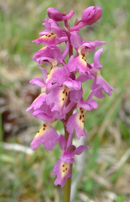 Orchis x colemanii (ibrido: Or. mascula x Or. pauciflora)